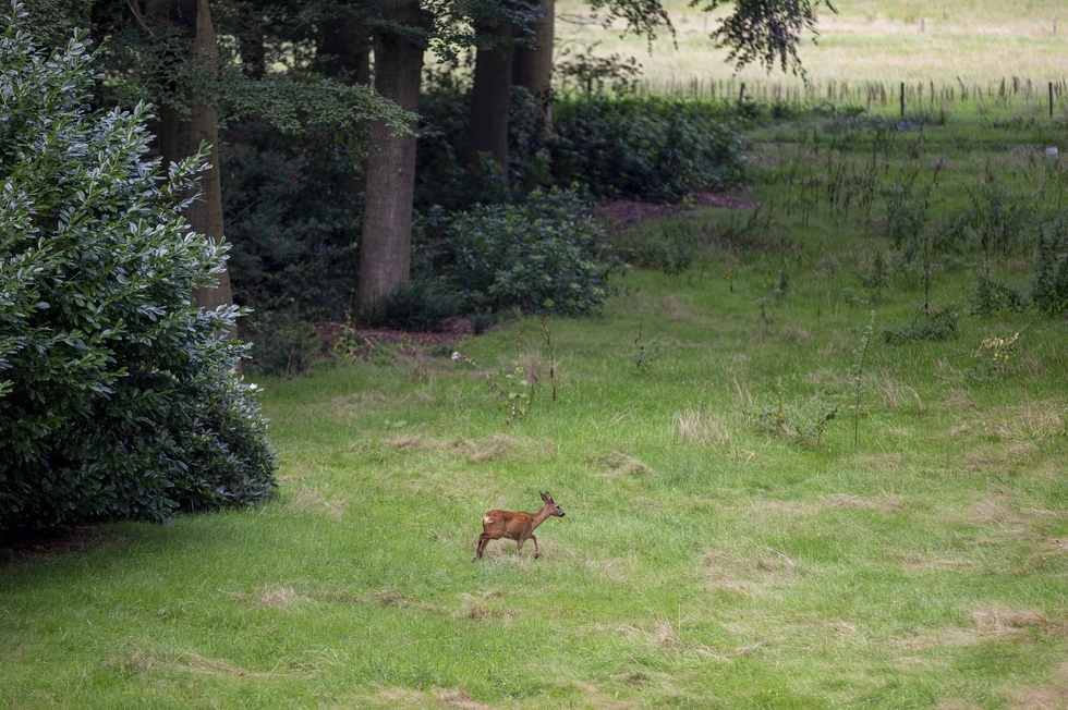 Villa Oud Groevenbeek Laansuite - Putterweg 230 - Ermelo